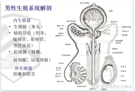 男人生殖器官|男性生殖系统